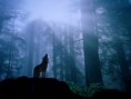 /album/fenykepgaleria/farkas-5-jpg/